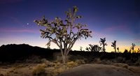 Joshua tree at dusk; Mojave National Preserve, California