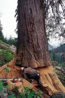 Logger peers into undercut he has made in old-growth cedar before falling the giant tree near Oso, Washington