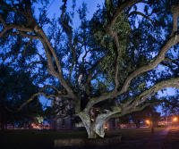 Hanging Tree; Goliad, Texas 2018